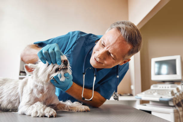 Best Mobile Emergency Dentist in Coal Run Village, KY